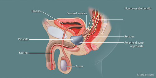 How to have a prostate orgasm